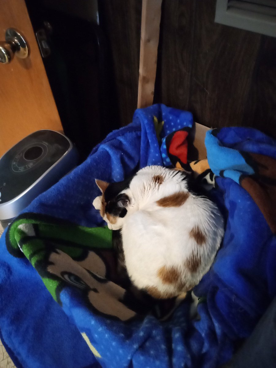 Klunk🐈 tweet media