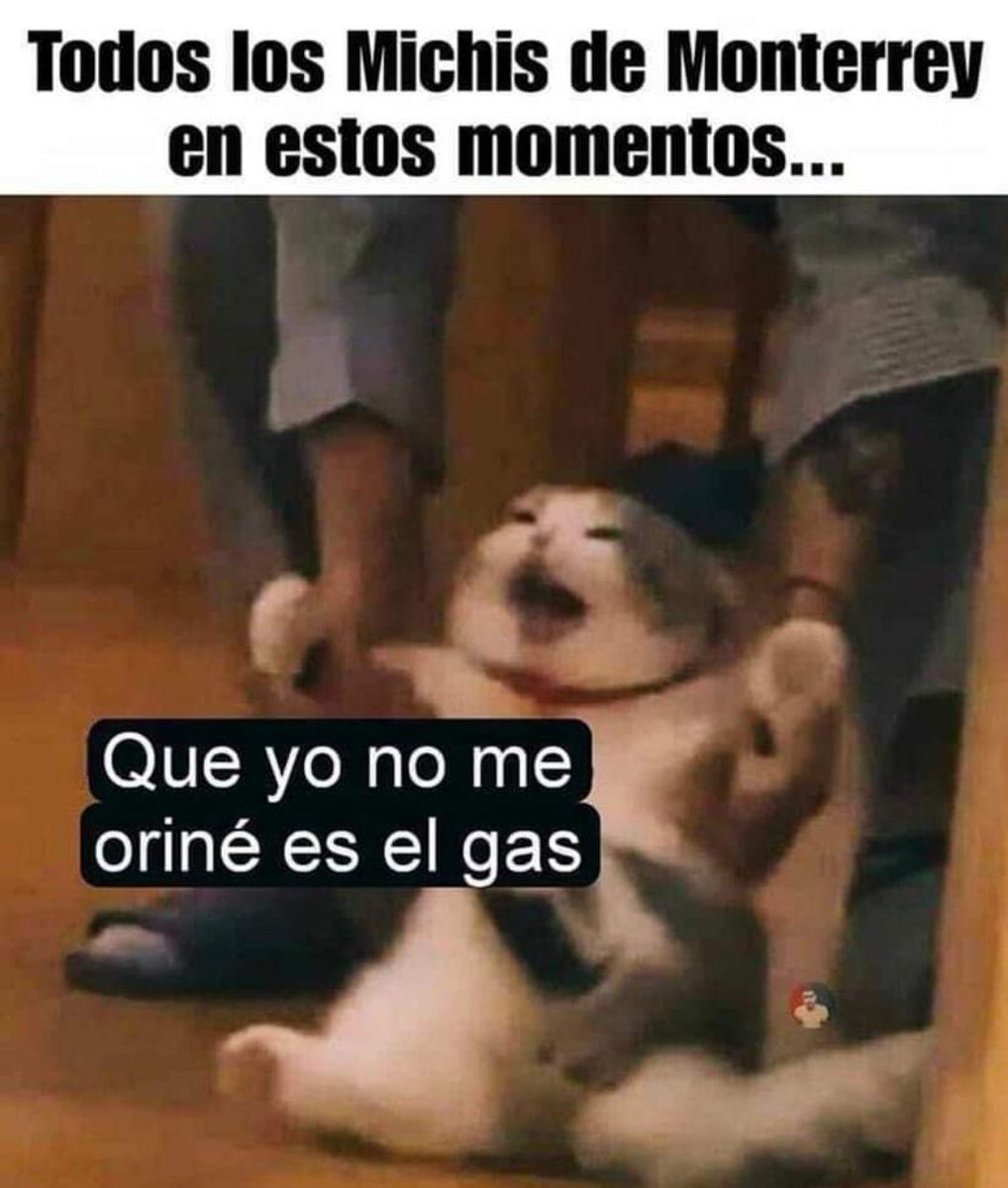 RodadaTv's tweet photo. Pobres #gatitus #michis anoche todos les hechamos la culpa #Monterrey https://t.co/mmU6KUTxGY
