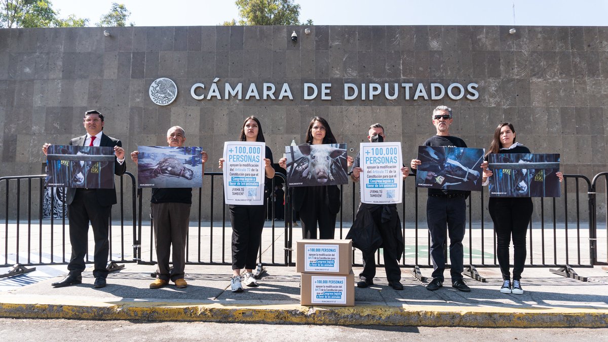 FCTLACUACHE's tweet photo. Más de 100 mil personas apoyamos la modificación del Art. 73 de la Constitución para que el Congreso de la Unión pueda legislar en materia de bienestar animal. 

Hoy, @IA_Mexico entregó nuestras firmas a @Mx_Diputados. 💥📢

https://t.co/TWDYbw1R6O