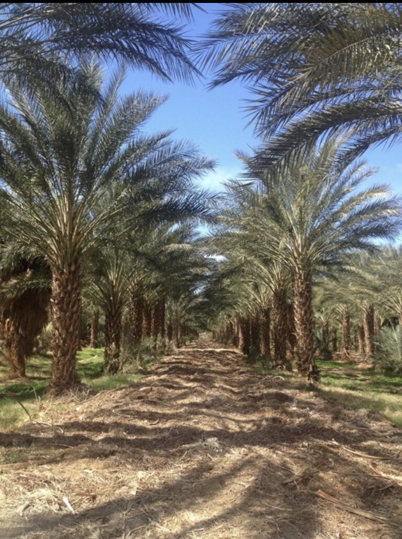Did you know that we ship date palms throughout the western United States and Canada. Contact us for pricing specs and quantities that we have currently available.