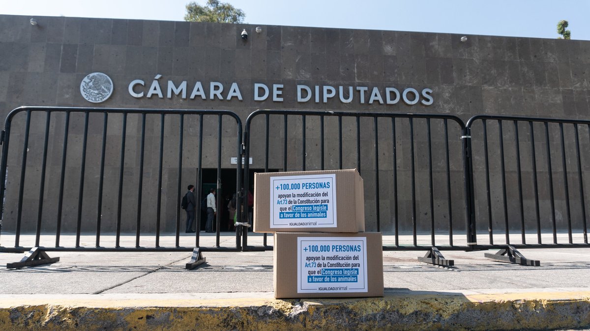 FCTLACUACHE's tweet photo. Yo estoy entre las más de 100 mil personas que, junto a @IA_Mexico, hacen un llamado respetuoso pero categórico a @Mx_Diputados: pedimos la discusión y aprobación de la modificación al Art. 73 para que la Constitución incluya a los animales. @NachoMierV 

https://t.co/CvD1mQQOT0