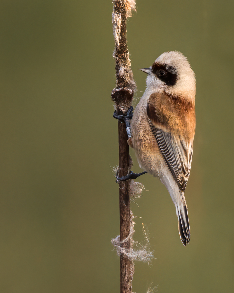 ralphpsamuels's tweet photo. Last one...Penduline Tit...#pendulinetit https://t.co/InVBMctMae
