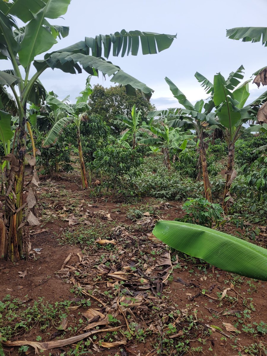 RobHavard1's tweet image. Wow. KAASO, An orphanage/school and farm in Uganda run by the incomparable Dominic and Rose Mukwaya. Over 700 children learn to read and write here, while building community with the teachers and local people involved in the enterprises. We can learn so much from this. Amazing.