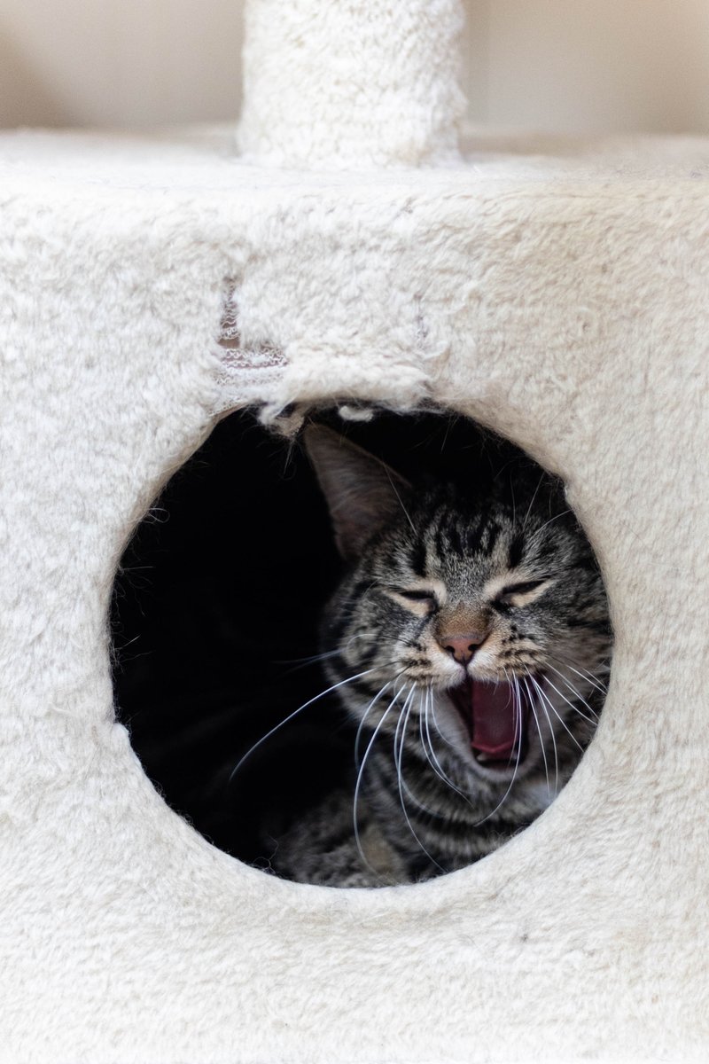 bideawhile's tweet photo. Atlas is asking everyone to stay safe and stay home tonight in the snow - maybe even take a nap!

#adoptdontshop #bideawhile #snowday #advicefromacat https://t.co/GL6ECYZXau