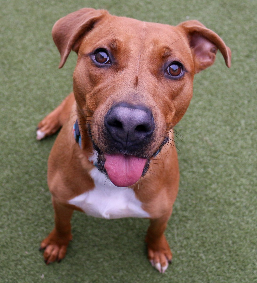 kshumanesociety's tweet photo. Roller Dog wants to roll into his new home like 😎

Roller Dog: https://t.co/QdTJzkq8jn
Thank you @INTRUSTBank for sponsoring his suite at KHS! 🙏💗 #AdoptICT #adoptdontshop https://t.co/hHuhWIF4uI
