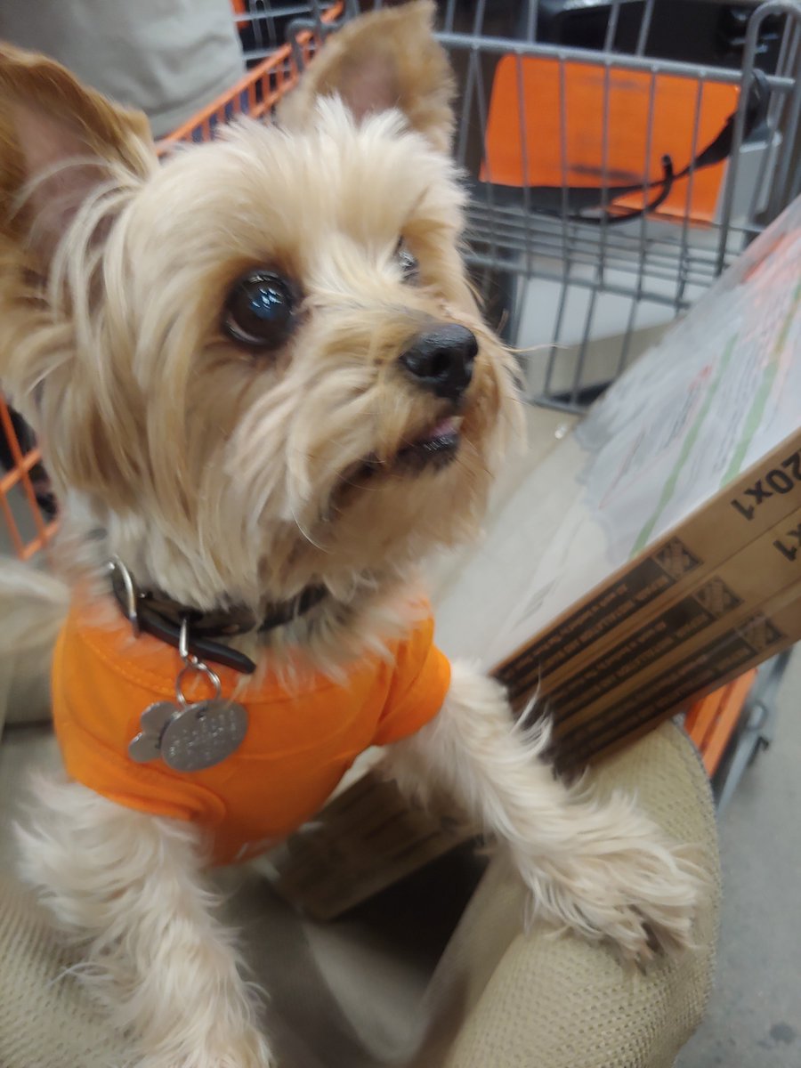 CXM_Joe_HD0456 (@cxm_joe_hd0456) on Twitter photo We had a great little visitor to our Home Depot store recently. The doggie shirt was handmade by his mom. <a href="/D66Celest/">Sheldon Celestine πΉπΉπΊπΈ</a> <a href="/CodydayHD/">Cody Day</a> <a href="/dariok2018/">Dario K πΊπΈπ§π¦πΌ</a> #team0456 #HD0456 We had a great little visitor to our Home Depot store recently. The doggie shirt was handmade by his mom. <a href="/D66Celest/">Sheldon Celestine πΉπΉπΊπΈ</a> <a href="/CodydayHD/">Cody Day</a> <a href="/dariok2018/">Dario K πΊπΈπ§π¦πΌ</a> #team0456 #HD0456