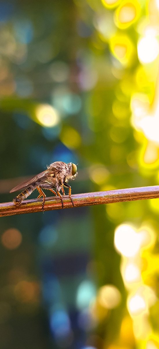 <a href="/fmsahbaz/">Fatih M. Sahbaz 📸</a> Galaxy S20 Ultra Macro