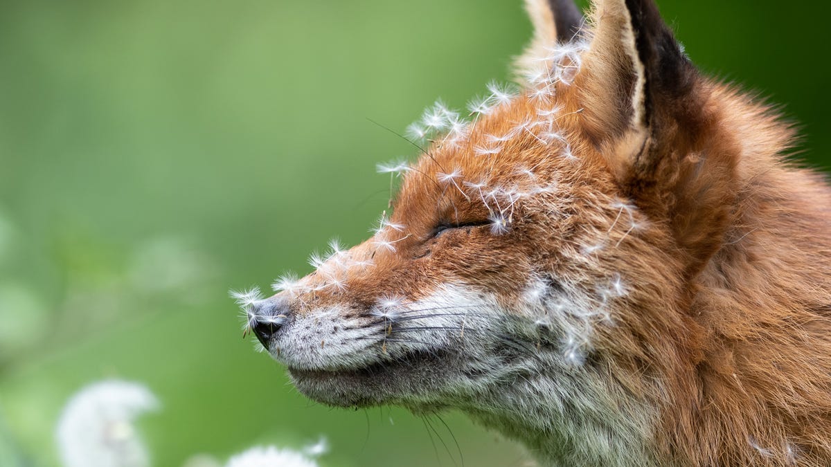 Gizmodo's tweet photo. See the Captivating Winners of the British Wildlife Photography Awards https://t.co/j5mORN3fnL https://t.co/vXUbAXL1cB