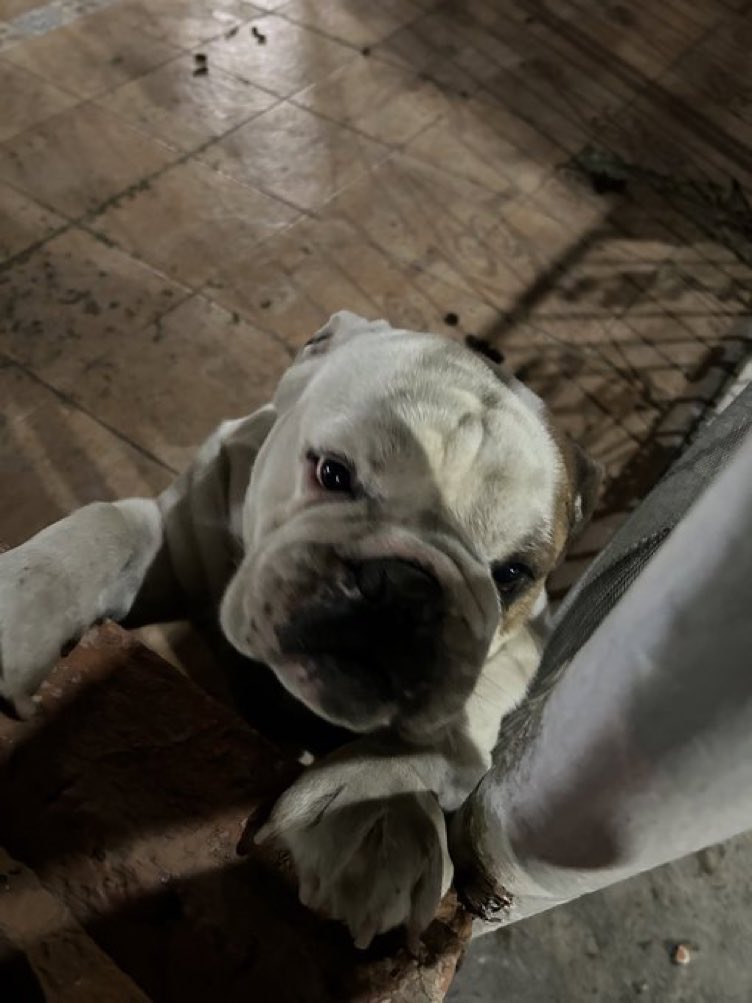 Alina_Gag's tweet photo. Estamos buscando la liberación de este bulldog 💛 y @ius7600 está buscando quien lo adopte. Si están interesadxs, comuníquense con ella https://t.co/fF4QfA6byk