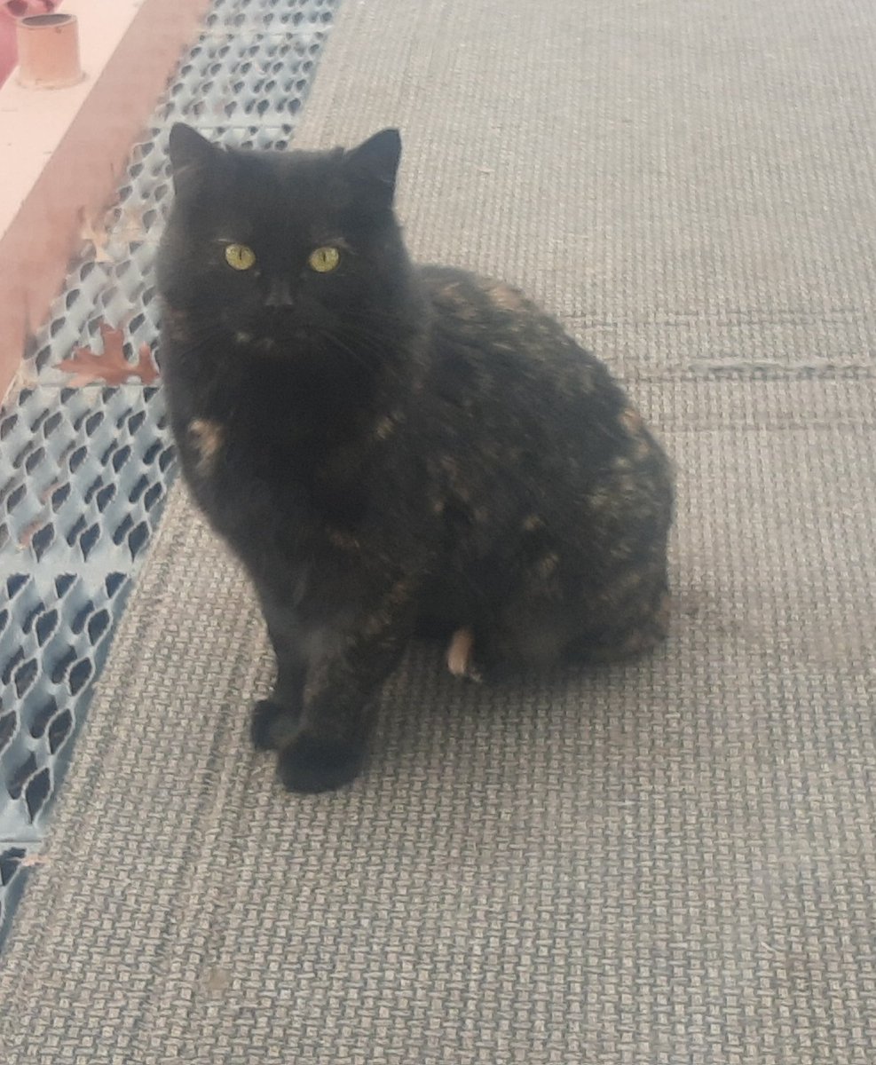 demontripod's tweet photo. Granny's new panfur. She went to the vet last week, so it looks like she's moving in! Kinda a weirdo, tbh. 😹 #CatsOfTwitter https://t.co/pf2eQLFFR3