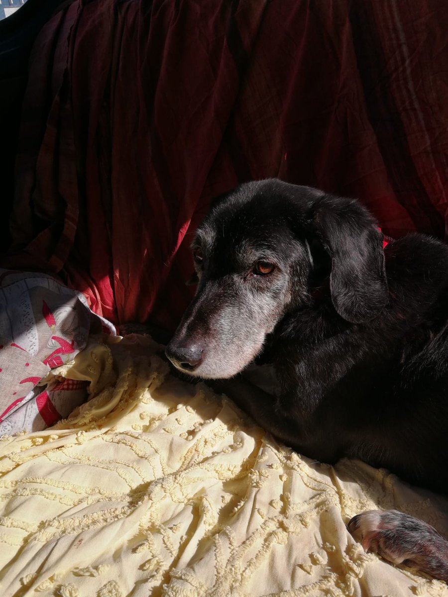francycognato's tweet photo. Avete già fatto un miracolo x SHOVI♥️
Che ne dite,ci riproviamo con MIKE?
MIKE ha 12 anni e conosce solo il canile
È buono come il pane,va d'accordo con cani e gatti,soffre di artrosi e ha bisogno di una casa.
Francesca 3382506451
@Emilystellaemi2 
@FedericoGielle 
@Diegorizzi28 https://t.co/tR4l7V1aSf