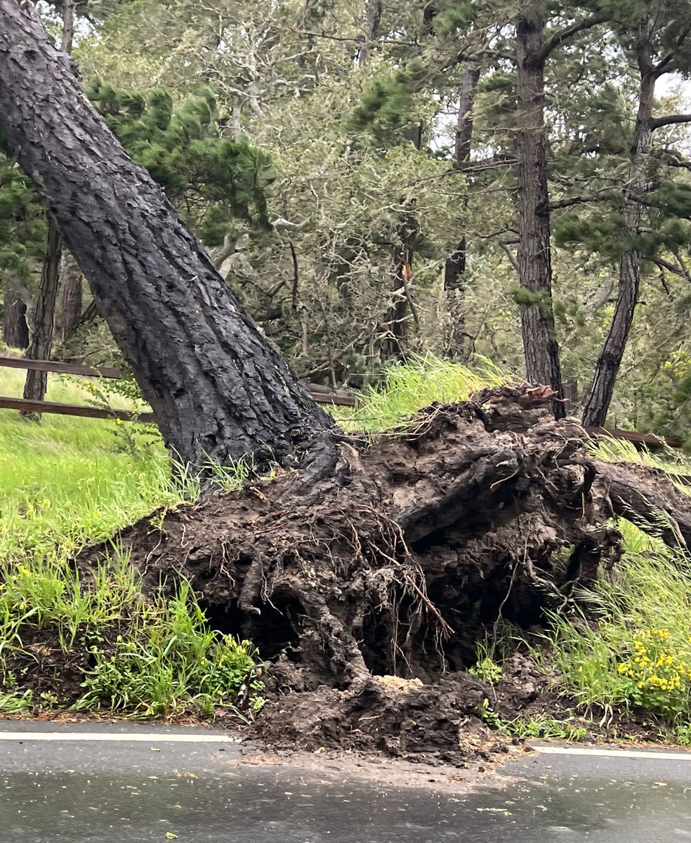 Lisa Alderson tweet media