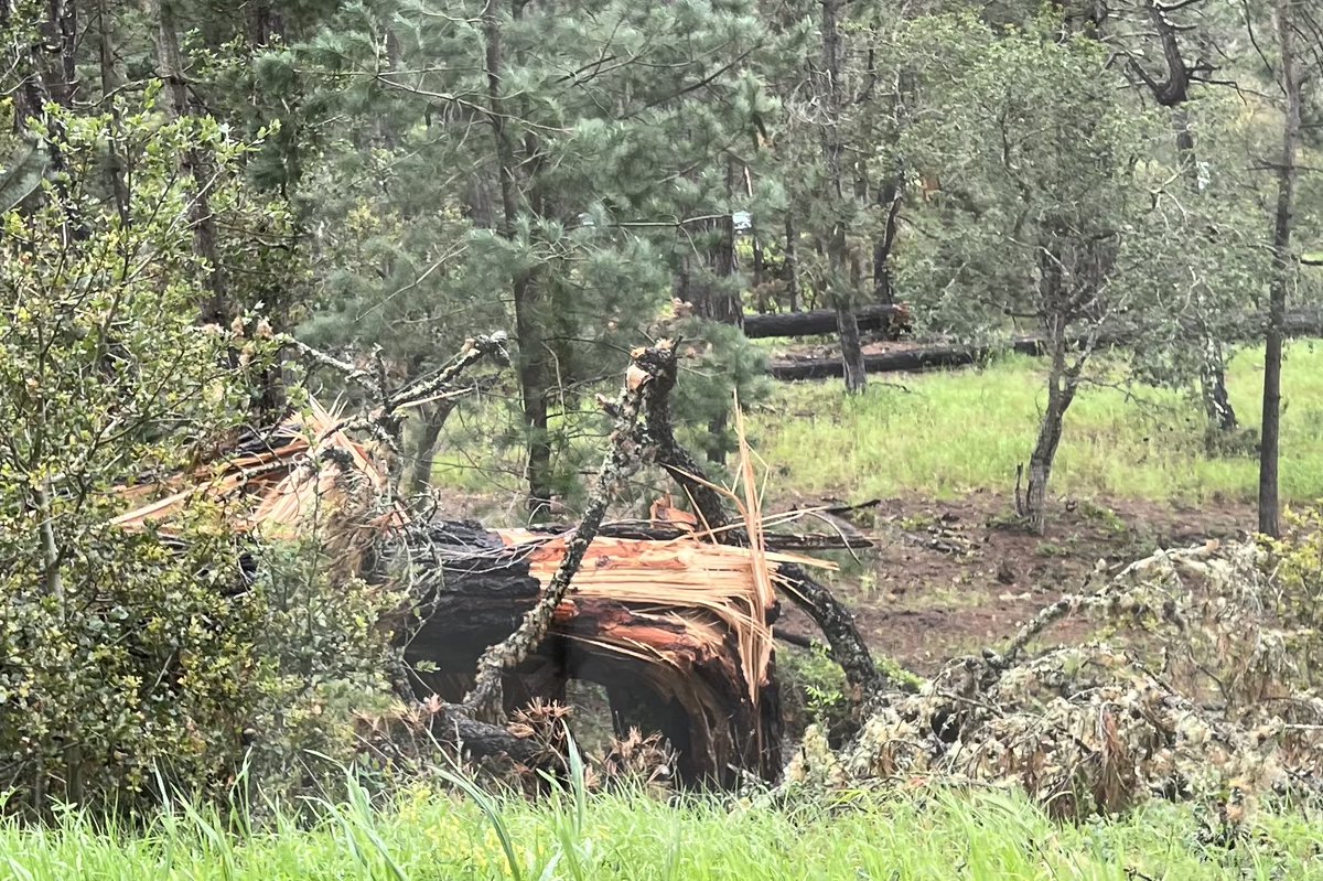 Lisa Alderson tweet media