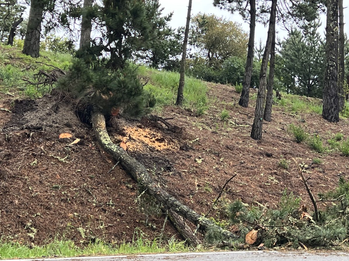 Lisa Alderson tweet media