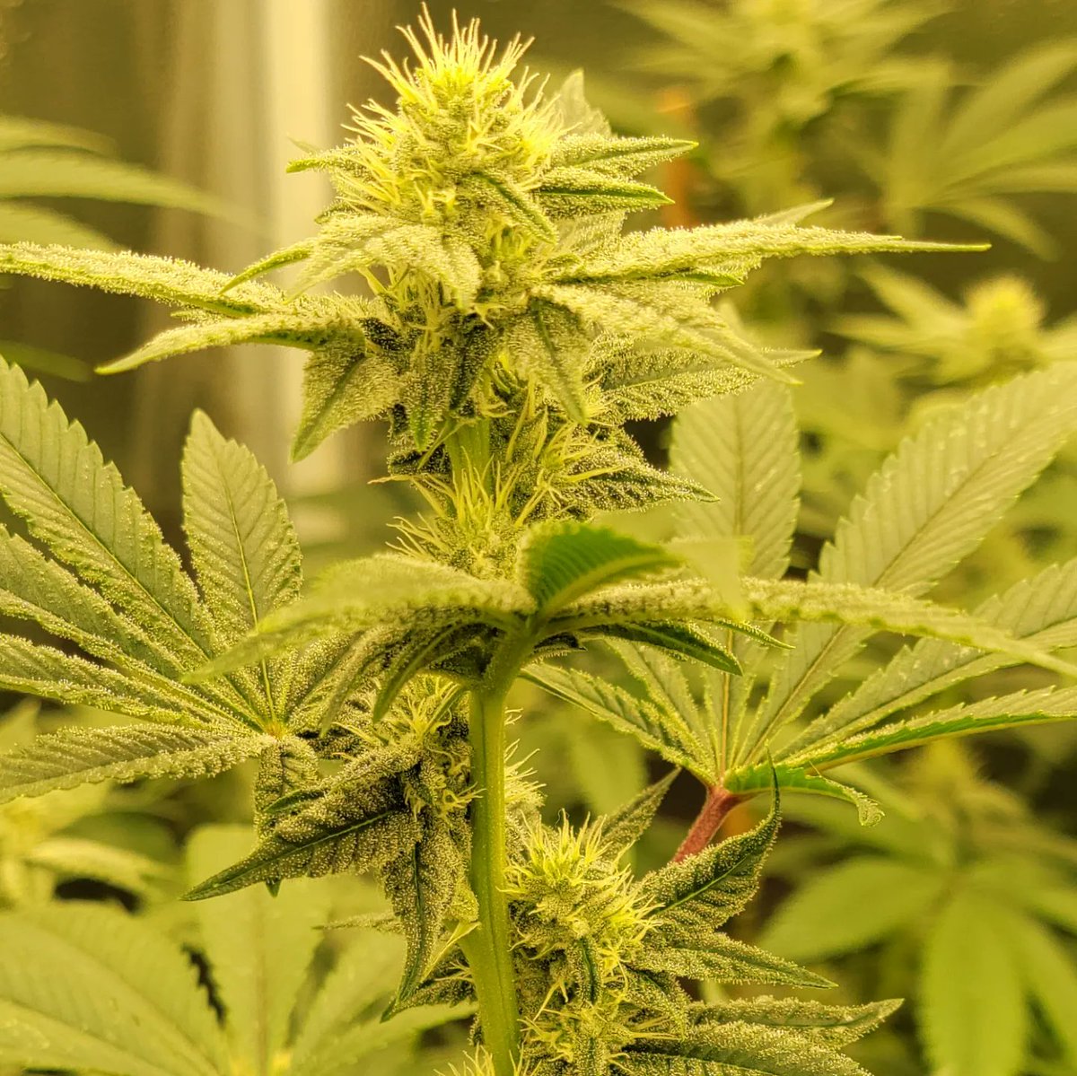 unclebuzz_79's tweet photo. GG4 week 4. @photontek for the win!

Check Bio for links and codes!

#Photontek #BornToGrowBuiltToLast #IndoorGrowlLight
#IndoorGrowing #GrowlLights #ledgrowlights #HorticultureLighting #PhotontekUSA  #600w
#photontekdiscounts https://t.co/sWLGF1toEI