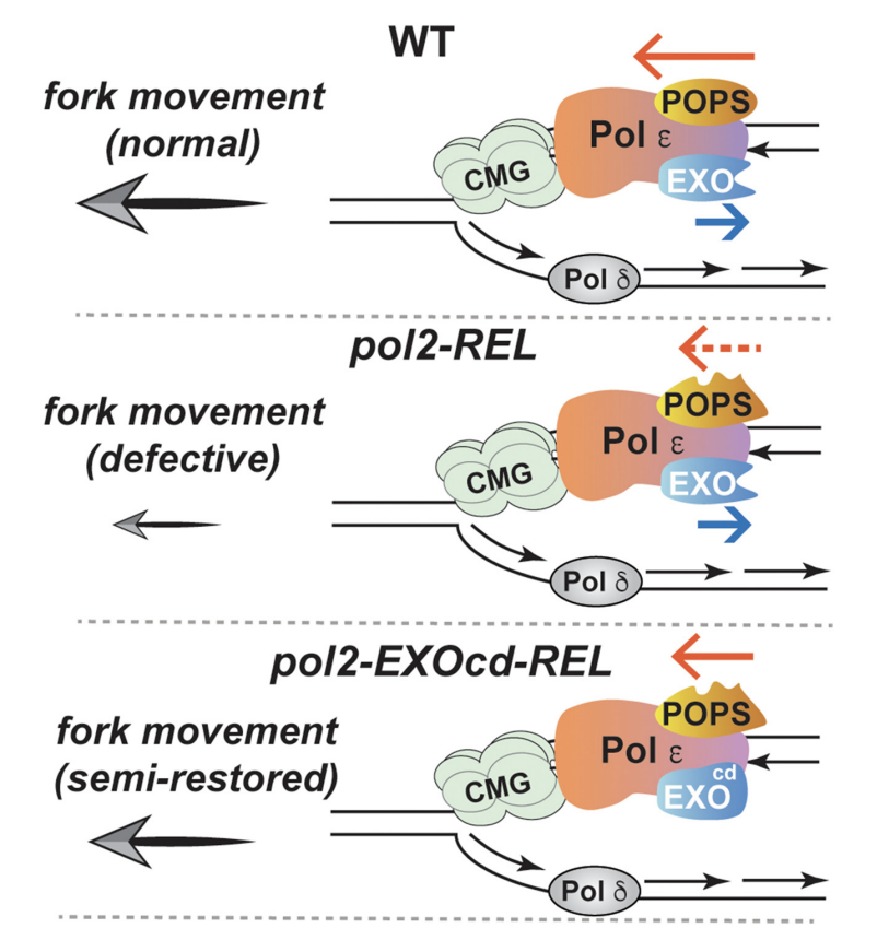 Genes & Development tweet media