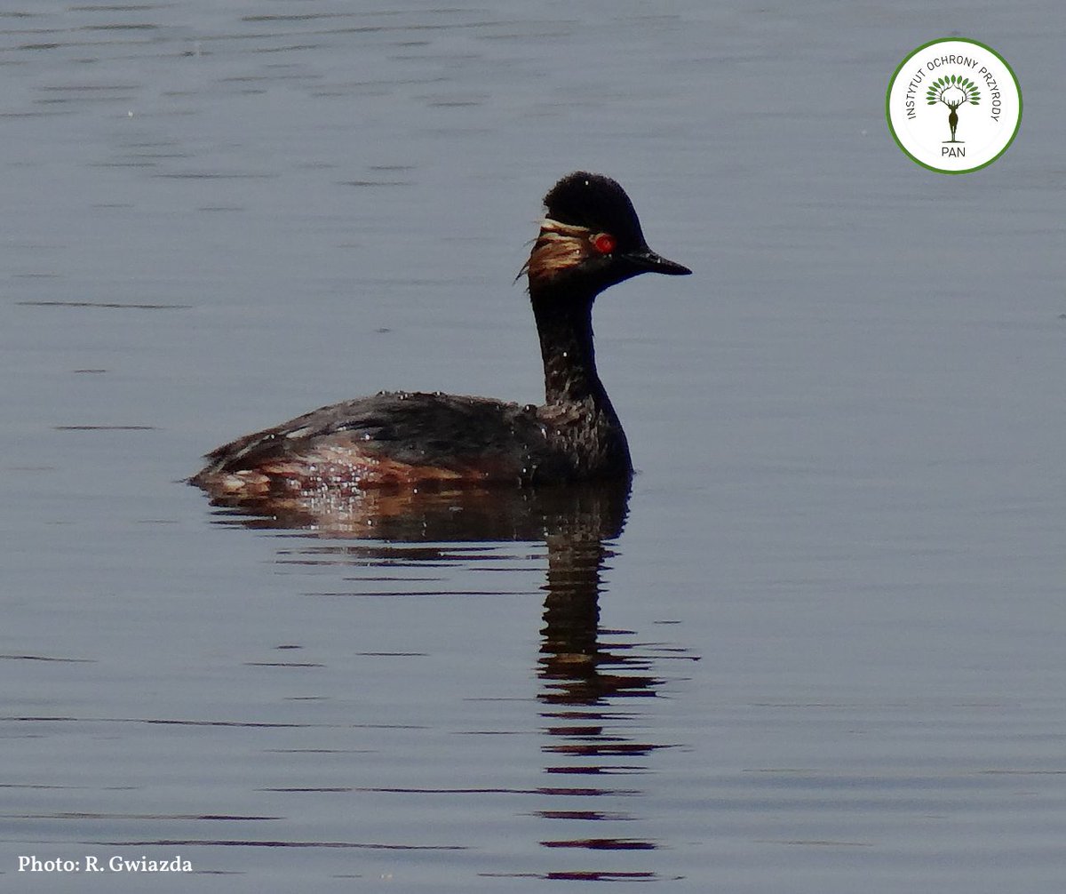 The secret of the black-necked grebe (Podiceps nigricollis) breeding success - new publication! The number of nests was positively correlated with the number of breeding pairs of gulls and terns. Read more: tinyurl.com/5n6hh39e #grebe #birds #ornithology