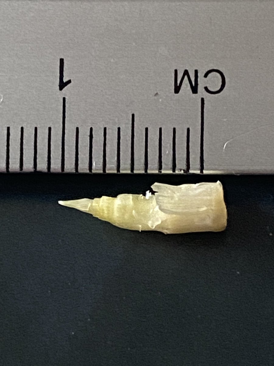 Mark Tucker tweet media