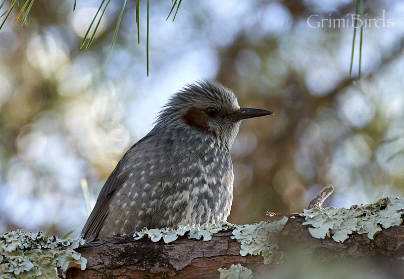DrRGrimalt's tweet photo. Durant els propers #100dies, cada dia penjaré un #ocell del #japo

Avui toca #Bulbul d’#orelles #marró (#Hypsipetes #amaurotis)

Si en voleu veure més:
https://t.co/dgeQfB7kPw

#japanbirds #ocellsdeljapo #ornitologia #ornithology #birds #birding #photography #sony #nature https://t.co/RjSffF5vY1