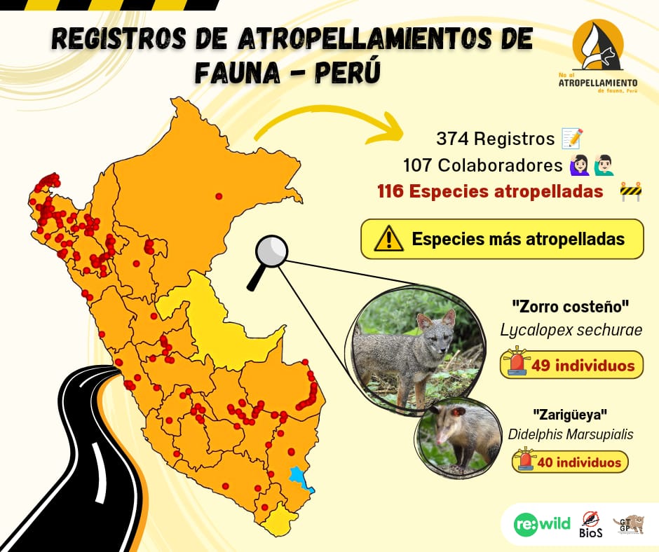 alvaro_garcia_o's tweet photo. Las localidades de los animales silvestres atropellados en Perú, según nuestro proyecto de #cienciaciudadana. Como se ve en otros países de LATAM, la #zarigüeya está en el top de las especies más atropelladas. ¡Sigan compartiendo sus registros! #BioSPeru https://t.co/BC9ZSuE0aP