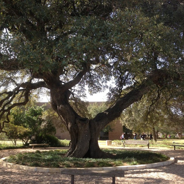 SEUGreenHilltop's tweet image. Many thanks to @arborday for again recognizing @stedwardsu as a Tree Campus Higher Education for the 8th year running! Many thanks to the wonderful faculty, staff, students, and other stakeholders who understand the value of our urban forest and support our efforts. #treecampus