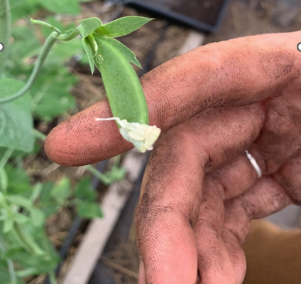 At ASD’s Groundwork we help you find YOUR path...all while getting your hands a little dirty! We have pathways in AG Ed &amp; Warehouse Logistics. And we’re still #hiring! Apply at asdevelop.org/groundwork
#growth #Change #jobs