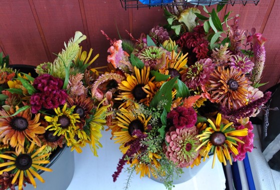 Welcome to Late Bloomer’s, Groundwork's cut flower social enterprise. Save the date of April 21st for our launch and garden party. Stay tuned for details on sales of our plant starts and cut flower bouquets! #flowers #garden #local