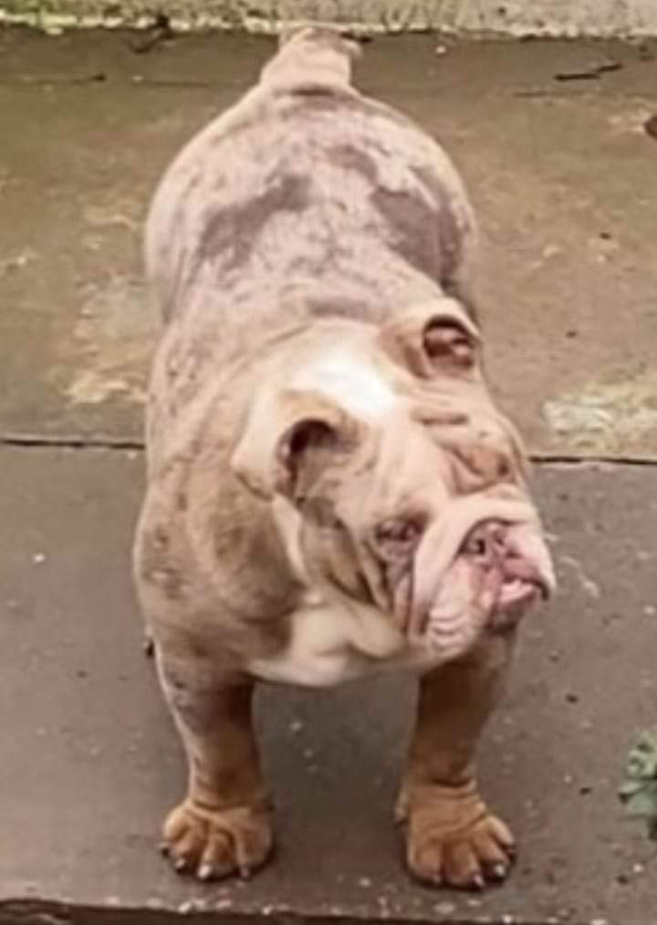 💥IVY MISSING OVER 2 YEARS💥

#chipped YOUNG ADULT LILAC MERLE BULLDOG 

#Lost: 20/01/2021

Where: #KentishTown #London #southeast #NW1

doglost.co.uk/dog-blog.php?d… 

#stolenIvy