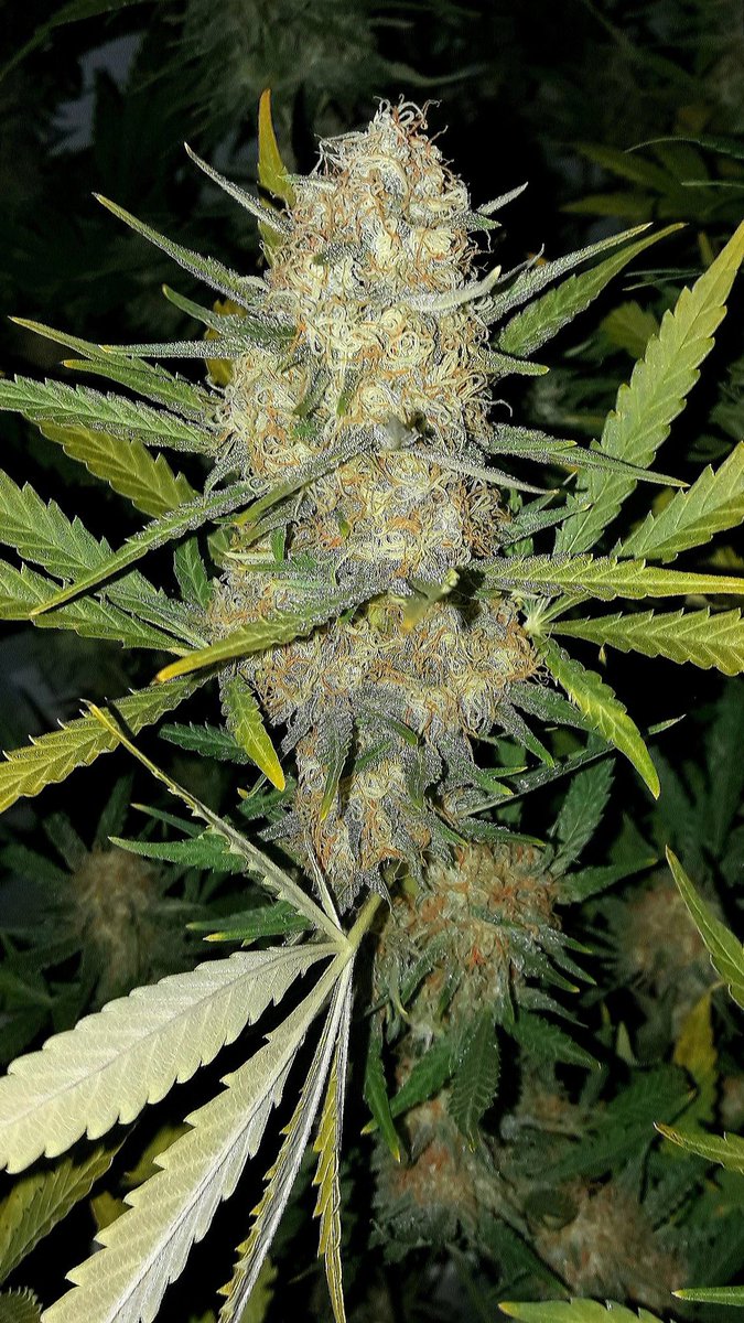 ProXL_Spain's tweet image. Una #DosiDos de @Kannabia_Samen cultivada por @INMAQ16 y @AdrycManellson con nuestra gama de Fertilizantes #ProLed y #Sustrato #CocosAllMix, #Iluminación #ThePureLed480Pro de @ThePureFactory_ @DPlantasur.
Para muestra vale un botón.
Feliz noche. 🤗