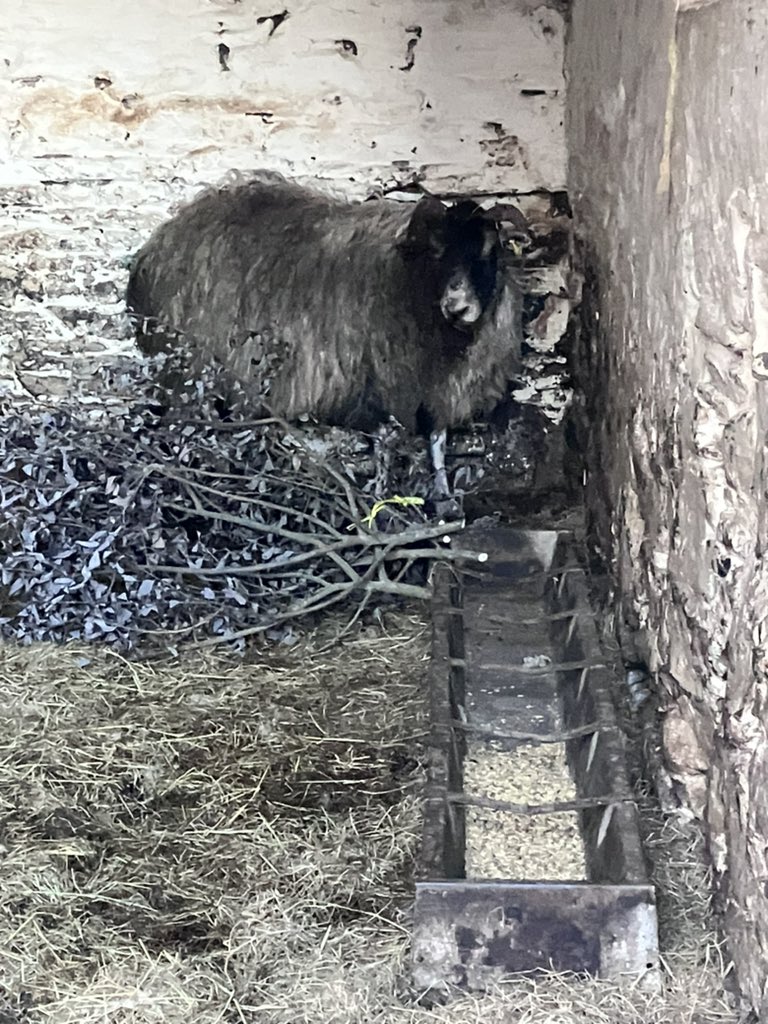 ManxShepherdess's tweet photo. Amazingly she’s on foot and eating. Big dose of antibiotics- gulls beaks cause revolting infection. Willow is a natural painkiller and sheep love it. https://t.co/B8frKO3MDc