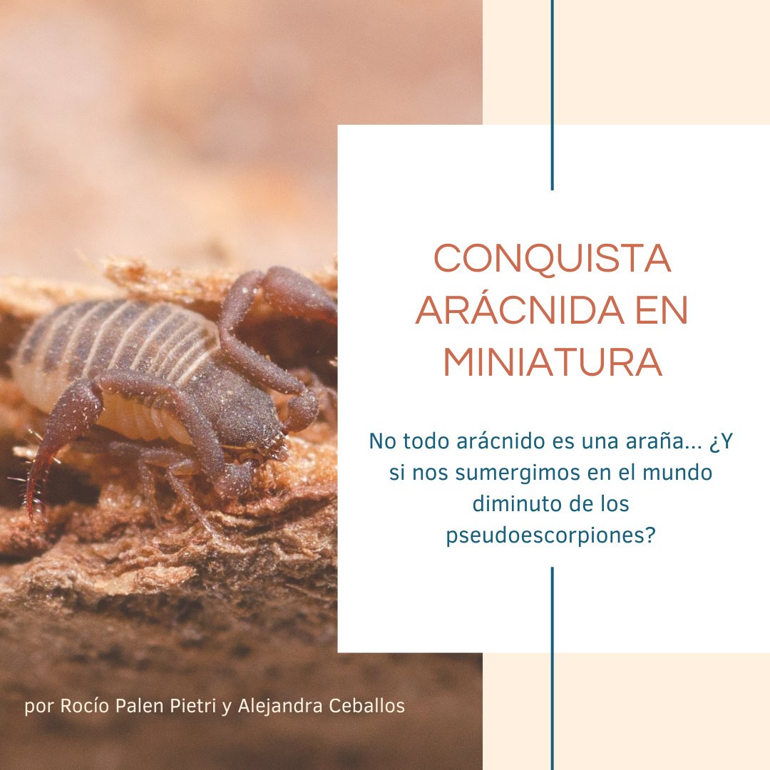 +IDEA sobre Fauna (@ideasobrefauna) on Twitter photo Hoy nos metemos el mundo en miniatura de los falsos escorpiones. Les presentamos una especie más de las que estudiamos en <a href="/IDEA_CONICET/">Inst. de Diversidad y Ecología Animal (IDEA)</a> casi enternecedoras…
Enterate + en la #RevistaIDEA #másIDEAsobreFauna con el artículo de "Conquista arácnida en miniatura" Hoy nos metemos el mundo en miniatura de los falsos escorpiones. Les presentamos una especie más de las que estudiamos en <a href="/IDEA_CONICET/">Inst. de Diversidad y Ecología Animal (IDEA)</a> casi enternecedoras…
Enterate + en la #RevistaIDEA #másIDEAsobreFauna con el artículo de "Conquista arácnida en miniatura"