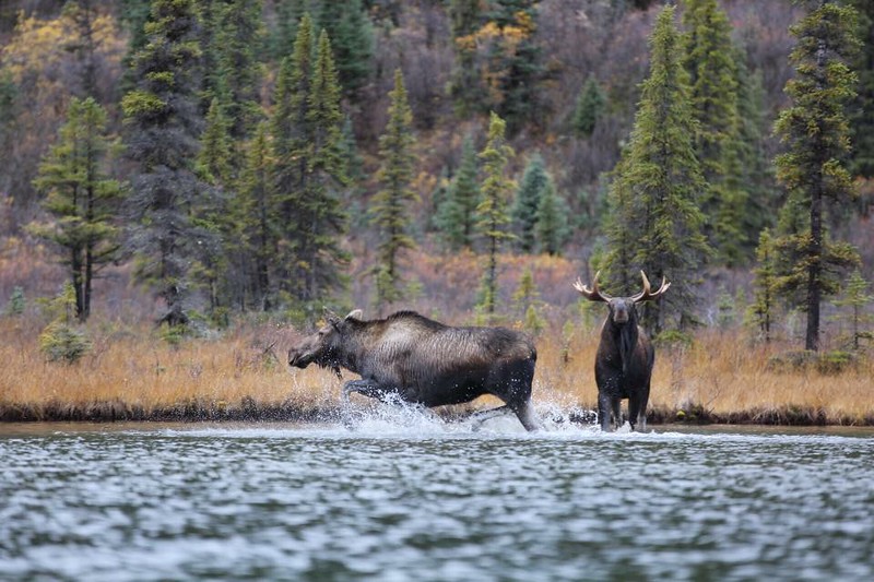 SafariClubIntl's tweet image. The National Park Service is accepting public comment on a proposed rule to #restrict certain hunting on 20 MILLION acres of National Preserves in #Alaska. 

They are proposing to override state law and PROHIBIT certain state-authorized #hunting.  
 
&amp;gt;&amp;gt; bit.ly/3laV4Mj