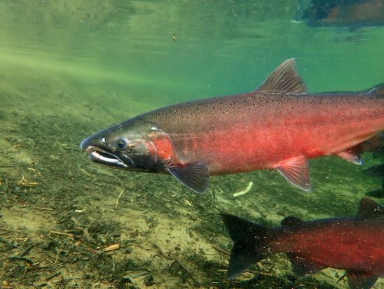 pnwmicroplastic's tweet photo. “Chemical found in tires are killing coho salmon.” Watch this interview with Dr. Jenifer McIntyre discussing the toxicity of tire particles and their impact on coho salmon.
https://t.co/zuYEcQufFm
#everylittlebit #microplastics #nanoplastics #pnw #stopplasticwaste #plasticfree https://t.co/DnlFeH1tB1