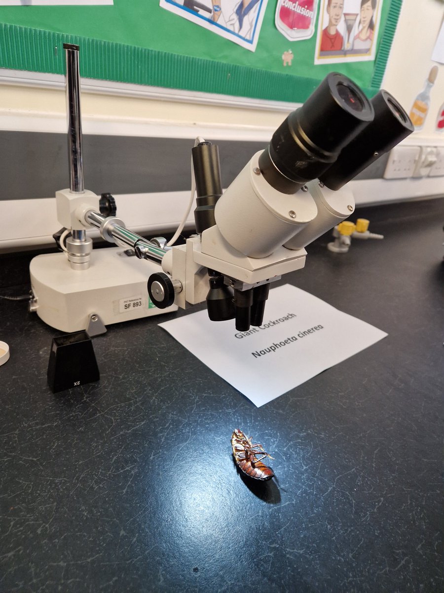 ScienceLoreto's tweet photo. We are also super excited to introduce our 'connection' with @loretocollege who came in to deliver sessions to some of our very lucky Year 8 and 9 students! We even connected with some live specimens! A huge thank you to all involved! #BSW23 https://t.co/yD2ZgVrUEI