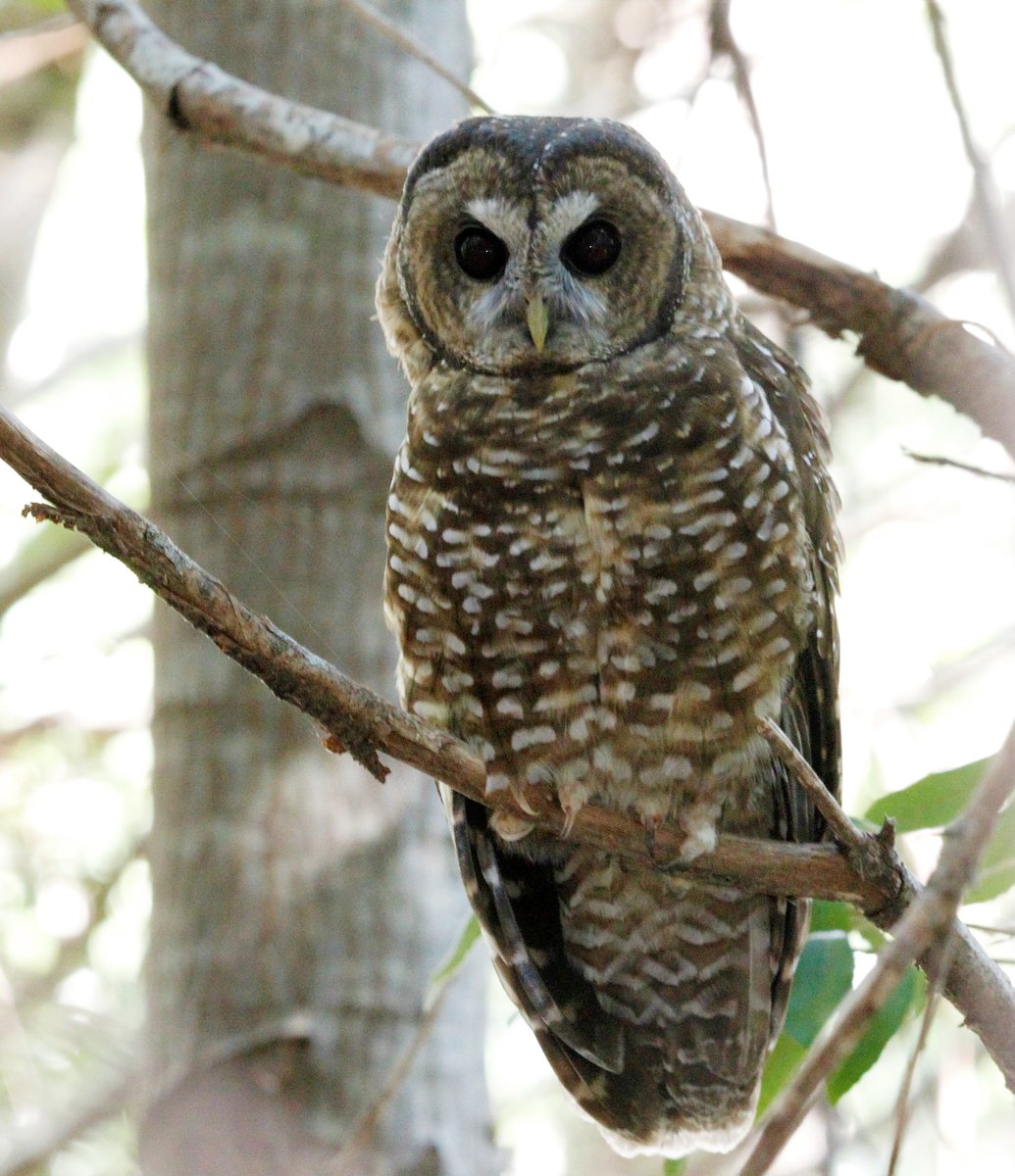 <a href="/abcbirds/">American Bird Conservancy</a> and colleagues sent a letter to <a href="/EPA/">U.S. EPA</a> thanking them for reviewing Rodenticides, &amp; urging  that #endangeredspecies and #conservation be major drivers for changes to rodenticide registrations.

dariuszzdziebk.wpenginepowered.com/wp-content/upl…

<a href="/foe_us/">Friends of the Earth (Action)</a> <a href="/SierraClub/">Sierra Club</a> @raptorsare <a href="/endangered/">Endangered Species Coalition</a>