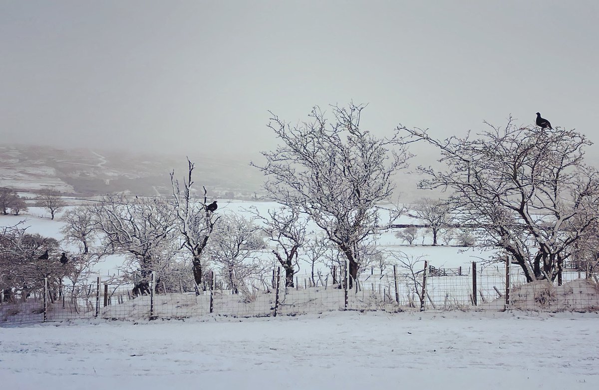 kellahfarm's tweet photo. #blackgrouse #kellahfarm #northumberland ❄️ ⛄️ https://t.co/YxMiyus5lu