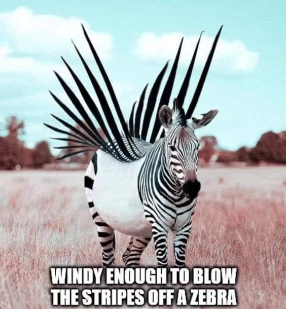 ChaosOnPaper's tweet photo. And here I thought they were black with white stripes all these years.
#MatterOfPerspective https://t.co/Lx6FikA9R2