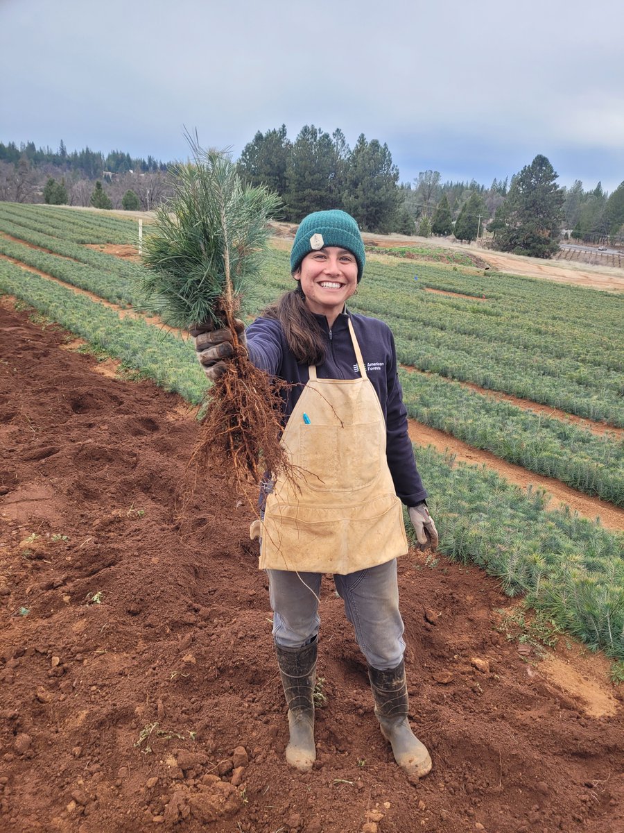American Forests on Twitter "RT DyerDialogue "Bareroot seedlings are