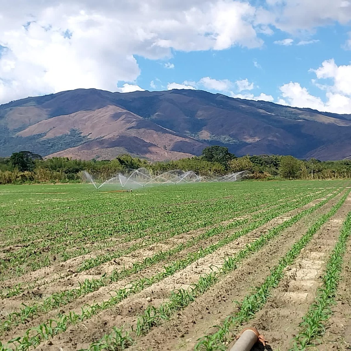 Los paisajes que nos regala Chirgua, estado Carabobo. 

¡Estamos comprometidos con la agricultura venezolana 🇻🇪!