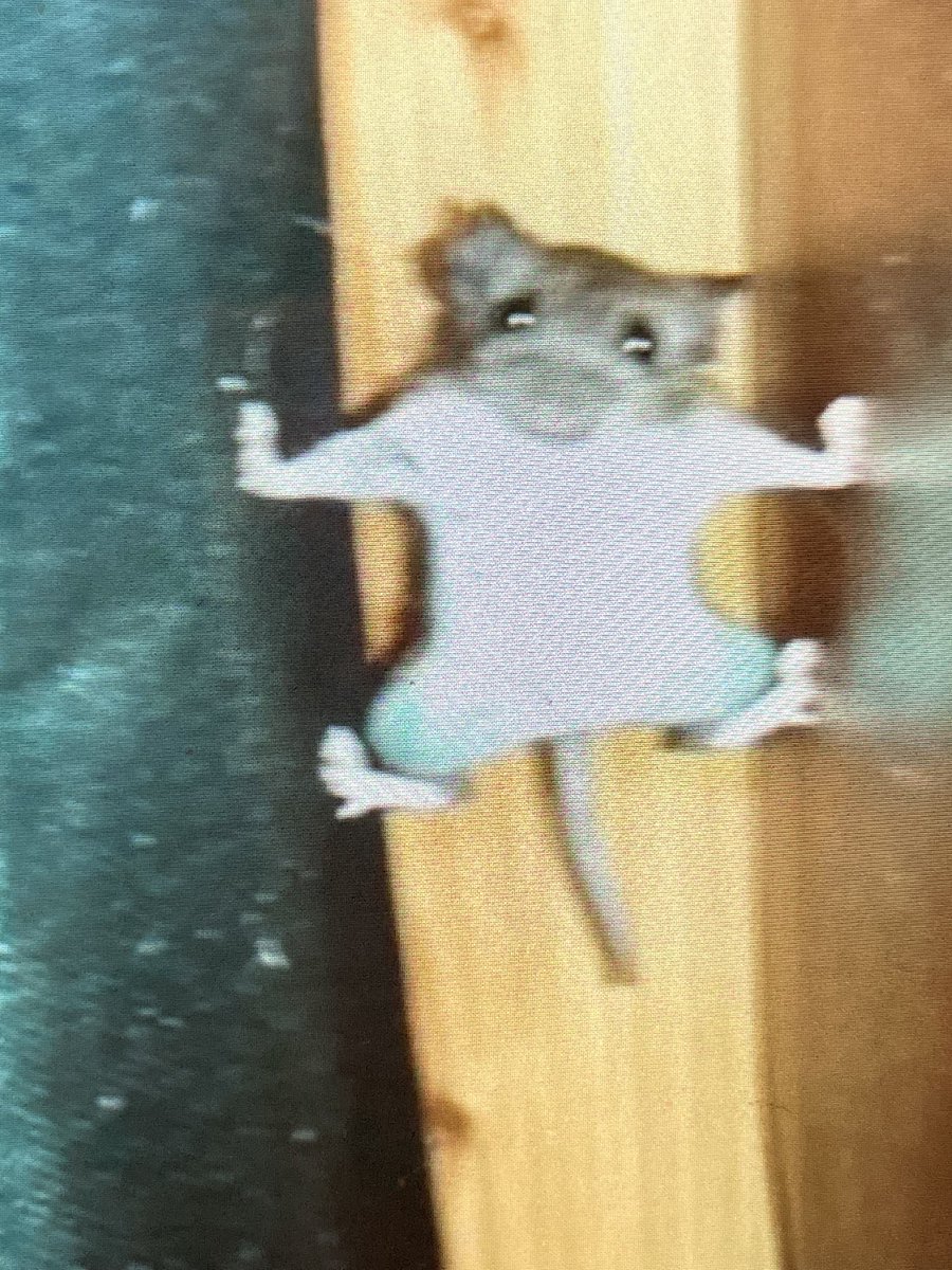 m8ddyz's tweet photo. @AnimalNoContext couldnt find a good pic of my dog but i think i found jerry https://t.co/hE4XZlccXb