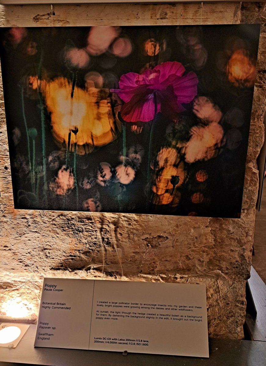 Paula Cooper (@iceniphoto) on Twitter photo Had a fabulous evening at the <a href="/BWPAwards/">British Wildlife Photography Awards</a> in Bristol. Was delighted to have highly commended & the runner up in b&w and highly commended in botanical 😊congrats to all the other winners 👏 bwpawards.org/2023-winners Had a fabulous evening at the <a href="/BWPAwards/">British Wildlife Photography Awards</a> in Bristol. Was delighted to have highly commended & the runner up in b&w and highly commended in botanical 😊congrats to all the other winners 👏 bwpawards.org/2023-winners