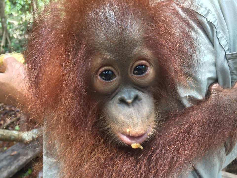 Orangutan Outreach 🦧❤️🌳 tweet media