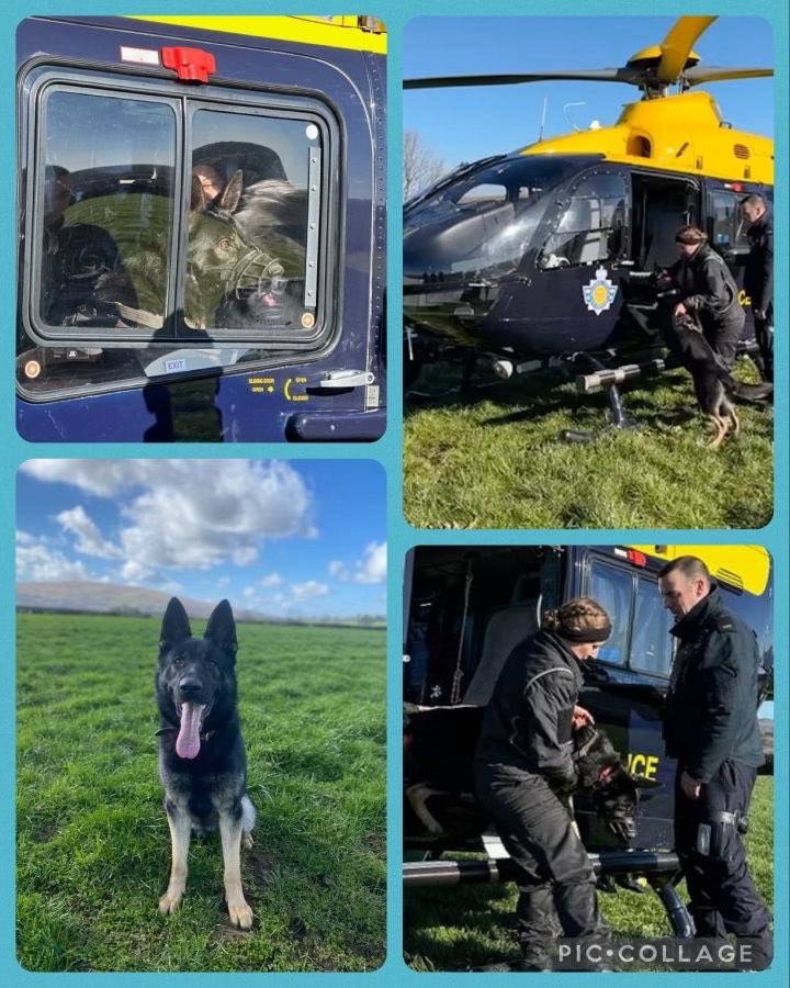 DC_Police Dogs ( Puppy Development Program) on Twitter "All the dogs