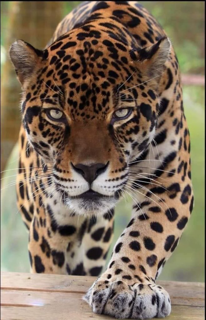 Hola guapo..!! 😻🌈✨💫🐆👀🐾📸💯❤️