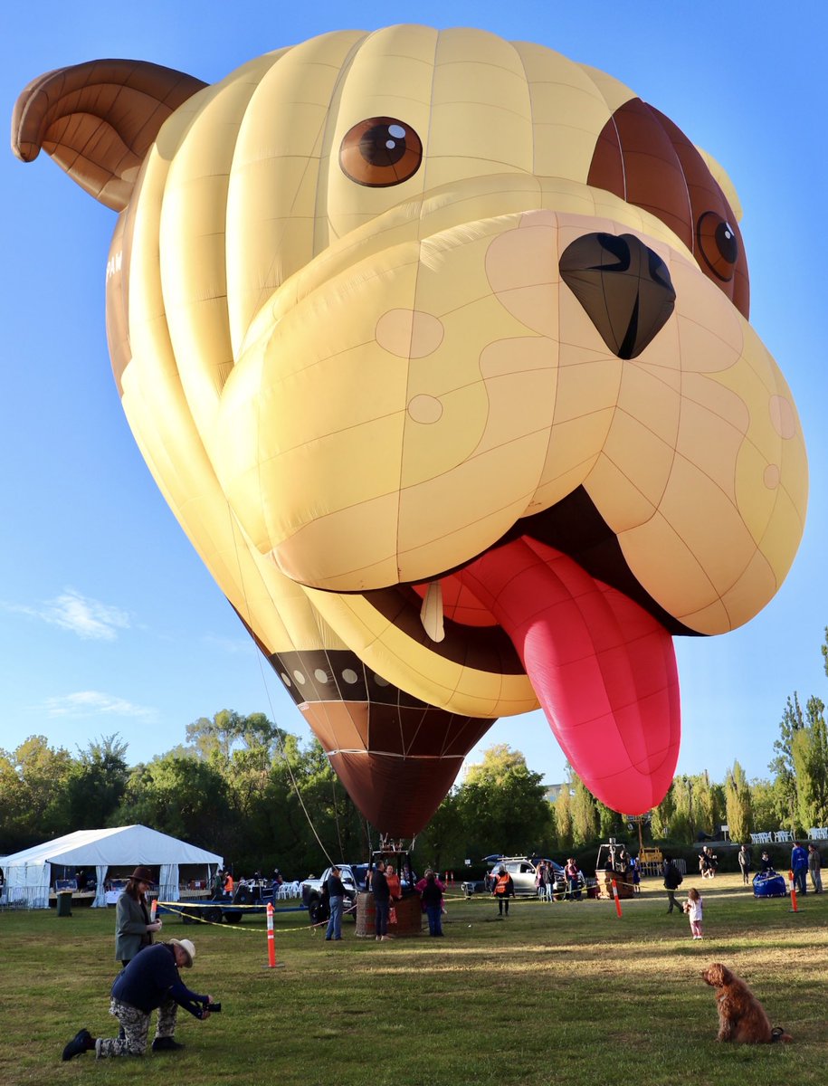 Little pup has some lofty dreams to live up to. 
#Canberra #enlightencanberra #BalloonSpectacular