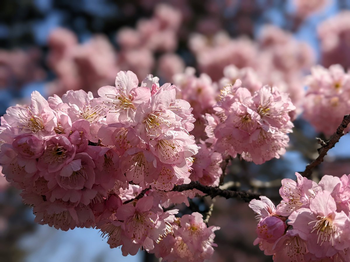 camelliakyoto's tweet photo. 👣🌸THE SAKURA COMETH🌸🤳

And we have lift off🚀
Tōkyō has officially entered cherry blossom season, with the flowering of the benchmark tree in the grounds of Yasukuni-jinja.

Tied with 2020 &amp; 2021, it is the earliest start to sakura season on record😓
#sakura #cherryblossoms https://t.co/5rCn7B2lYo
