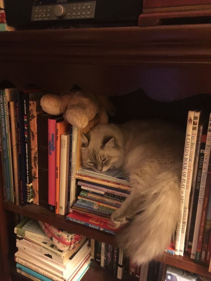 hallwooy's tweet photo. 🌷 livros lidos em 2023; a thread 

“um livro é a prova de que os homens são capazes de fazer magia.”

                           -  Carl Sagan https://t.co/yGdoYiSXaH