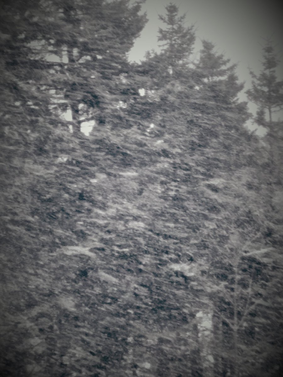 anneleithcurran's tweet photo. Storm has started! #SnowGlobe #WhiteOutConditions #GustyWinds Time to hunker down! #StayIn Take care and be safe Everyone! ❄️❄️❄️🌬☃️🌞 https://t.co/HjXvIRXyYd