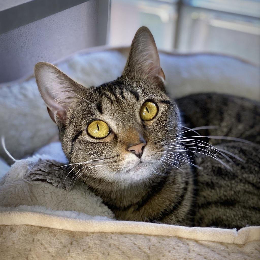 Bean, and her BIG beautiful eyes 💕 #cat #CatsAreFamily
