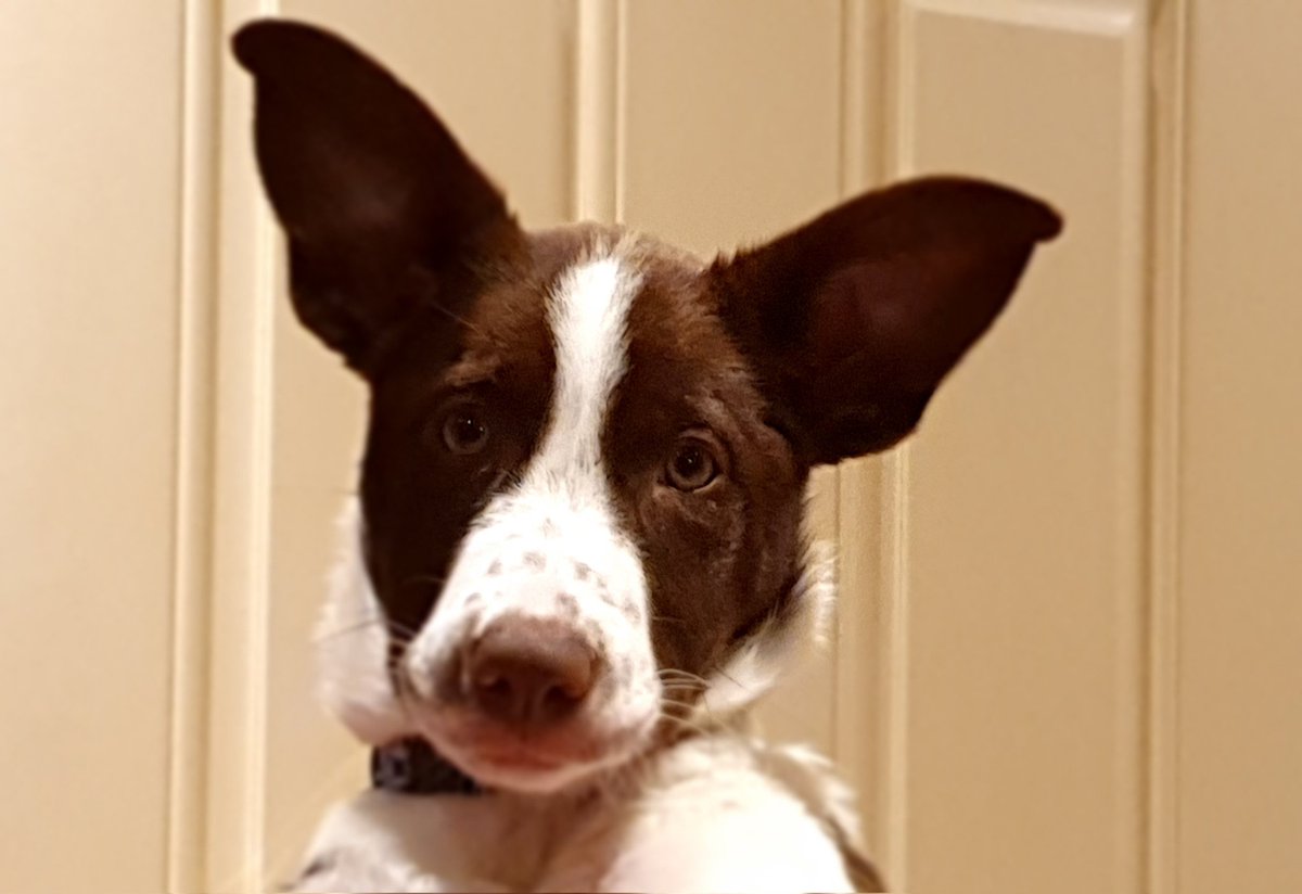 DevonCollieCrew's tweet photo. The ears are telling me rain is coming over night, with sunny spells tomorrow 

#ukweather #dogs @bbcweather https://t.co/uS86ZIEjGi